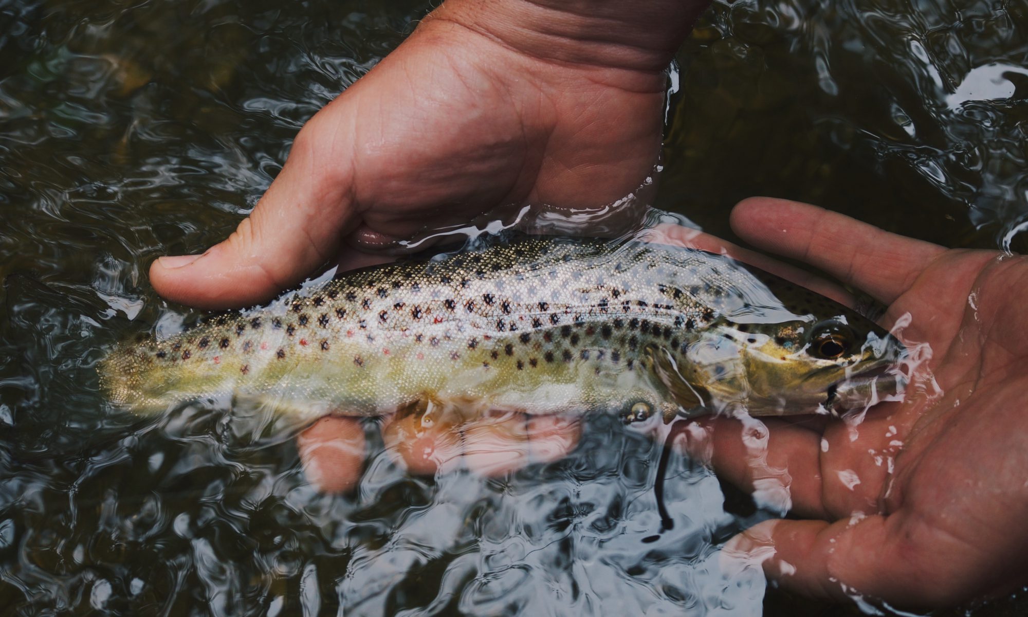 Top 4 Fly Fishing Outfitters In Steamboat Springs - Steamboat Lodging  Company